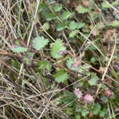 Sanguisorba minor (Salad Burnet, Sheep's Burnet) at Rendezvous Creek, ACT - 7 Aug 2022 by Mavis