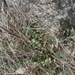 Sanguisorba minor at Rendezvous Creek, ACT - 7 Aug 2022