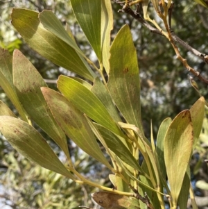 Acacia melanoxylon (Blackwood) at Rendezvous Creek, ACT by Mavis