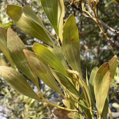 Acacia melanoxylon (Blackwood) at Namadgi National Park - 7 Aug 2022 by Mavis