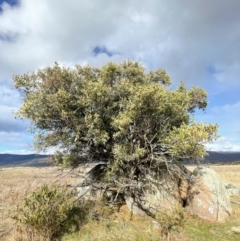 Acacia melanoxylon at Rendezvous Creek, ACT - 7 Aug 2022