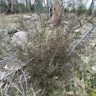 Acacia siculiformis (Dagger Wattle) at Namadgi National Park - 7 Aug 2022 by Mavis