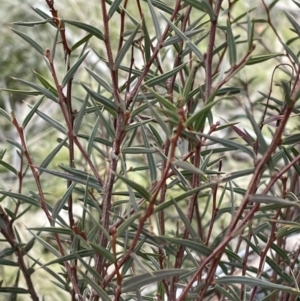 Acacia siculiformis at Rendezvous Creek, ACT - 7 Aug 2022