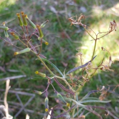 Senecio quadridentatus (Cotton Fireweed) at The Pinnacle - 7 Aug 2022 by sangio7