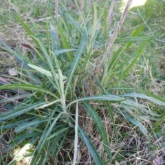 Senecio quadridentatus at Hawker, ACT - 7 Aug 2022