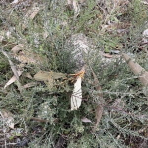 Mirbelia oxylobioides at Rendezvous Creek, ACT - 7 Aug 2022 02:48 PM