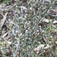 Mirbelia oxylobioides at Rendezvous Creek, ACT - 7 Aug 2022 02:48 PM