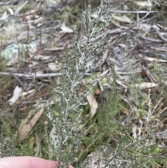 Mirbelia oxylobioides at Rendezvous Creek, ACT - 7 Aug 2022 02:48 PM