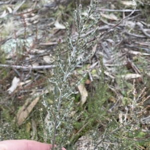 Mirbelia oxylobioides at Rendezvous Creek, ACT - 7 Aug 2022 02:48 PM