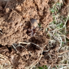 Unidentified Trapdoor, Funnelweb or Mouse spider (Mygalomorphae) at Booth, ACT - 7 Aug 2022 by VanceLawrence