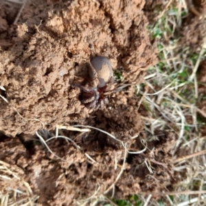 Unidentified Trapdoor, Funnelweb & Mouse spider (Mygalomorphae) (TBC) at suppressed by VanceLawrence