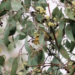 Zosterops lateralis (Silvereye) at Felltimber Creek NCR - 7 Aug 2022 by KylieWaldon