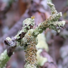 Parmelinopsis sp. at Felltimber Creek NCR - 7 Aug 2022 by KylieWaldon