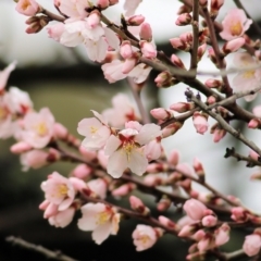 Prunus sp. (A Plum) at Felltimber Creek NCR - 6 Aug 2022 by KylieWaldon