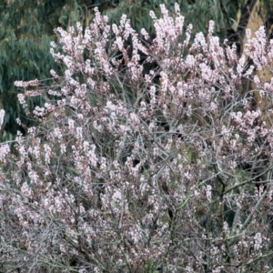 Prunus sp. at West Wodonga, VIC - 7 Aug 2022