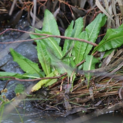 Rumex crispus (Curled Dock) at Wodonga - 7 Aug 2022 by KylieWaldon