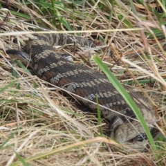 Tiliqua scincoides scincoides (Eastern Blue-tongue) at Kambah, ACT - 7 Aug 2022 by HelenCross