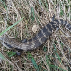 Tiliqua scincoides scincoides at Kambah, ACT - 7 Aug 2022