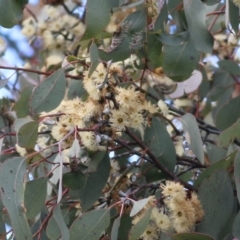 Eucalyptus albens (White Box) at Felltimber Creek NCR - 7 Aug 2022 by KylieWaldon
