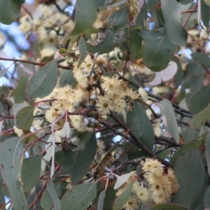 Eucalyptus albens at West Wodonga, VIC - 7 Aug 2022 10:05 AM