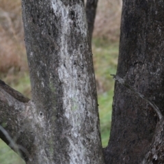 Eucalyptus albens at West Wodonga, VIC - 7 Aug 2022