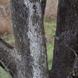 Eucalyptus albens at West Wodonga, VIC - 7 Aug 2022 10:05 AM