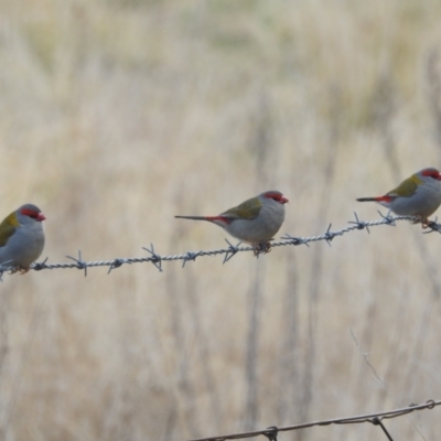 Neochmia temporalis (Red-browed Finch) at Lions Youth Haven - Westwood Farm A.C.T. - 7 Aug 2022 by HelenCross