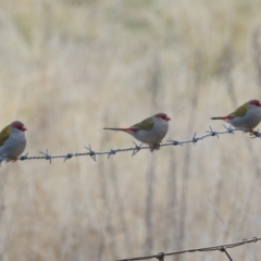 Neochmia temporalis (Red-browed Finch) at Kambah, ACT - 7 Aug 2022 by HelenCross