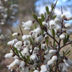 Cryptandra amara (Bitter Cryptandra) at Kambah, ACT - 7 Aug 2022 by HelenCross