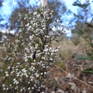 Cryptandra amara at Kambah, ACT - 7 Aug 2022 10:46 AM