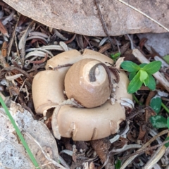 Geastrum sp. (genus) (An earthstar) at Paddys River, ACT - 7 Aug 2022 by HelenCross