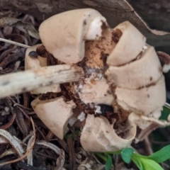 Geastrum sp. at Paddys River, ACT - 7 Aug 2022