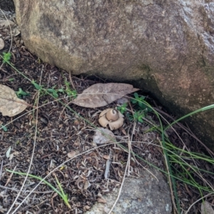 Geastrum sp. at Paddys River, ACT - 7 Aug 2022