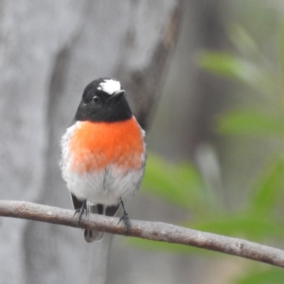 Petroica boodang (Scarlet Robin) at Kambah, ACT - 7 Aug 2022 by HelenCross