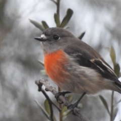 Petroica boodang at Kambah, ACT - 7 Aug 2022 11:04 AM