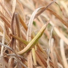 Keyacris scurra (Key's Matchstick Grasshopper) at Lions Youth Haven - Westwood Farm A.C.T. - 7 Aug 2022 by HelenCross