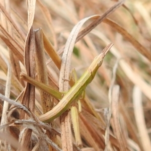 Keyacris scurra at Paddys River, ACT - 7 Aug 2022 11:26 AM