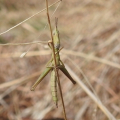 Keyacris scurra at Paddys River, ACT - 7 Aug 2022 11:26 AM