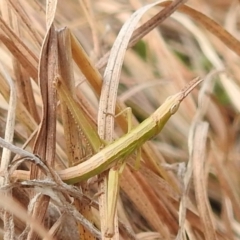 Keyacris scurra at Paddys River, ACT - 7 Aug 2022