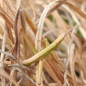 Keyacris scurra at Paddys River, ACT - 7 Aug 2022 11:26 AM