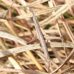 Keyacris scurra at Paddys River, ACT - 7 Aug 2022 11:26 AM