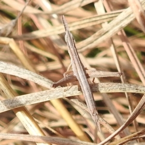 Keyacris scurra at Paddys River, ACT - 7 Aug 2022 11:26 AM