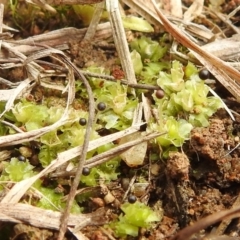 Fossombronia sp. (genus) (A leafy liverwort) at Lions Youth Haven - Westwood Farm A.C.T. - 7 Aug 2022 by HelenCross
