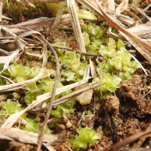 Unidentified Moss / Liverwort / Hornwort (TBC) at suppressed by HelenCross