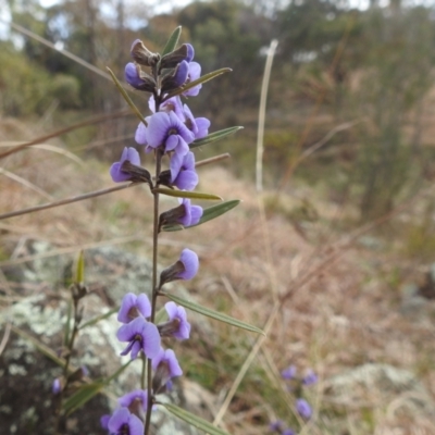 Hovea heterophylla (Common Hovea) at Lions Youth Haven - Westwood Farm - 7 Aug 2022 by HelenCross