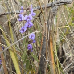 Hovea heterophylla at Paddys River, ACT - 7 Aug 2022 11:29 AM