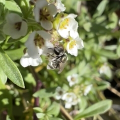 Lasioglossum (Chilalictus) mundulum at Murrumbateman, NSW - 7 Aug 2022 01:25 PM