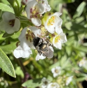 Lasioglossum (Chilalictus) mundulum at Murrumbateman, NSW - 7 Aug 2022 01:25 PM