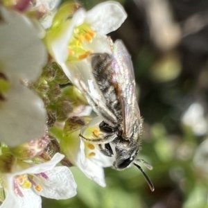 Lasioglossum (Chilalictus) mundulum at Murrumbateman, NSW - 7 Aug 2022 01:25 PM