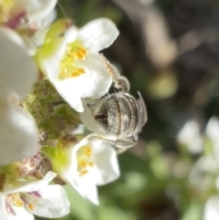 Lasioglossum (Chilalictus) mundulum at Murrumbateman, NSW - 7 Aug 2022